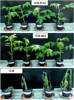 Biocontrol of Bacterial Wilt Disease Through Complex Interaction Between Tomato Plant, Antagonists, the Indigenous Rhizosphere Microbiota, and Ralstonia solanacearum